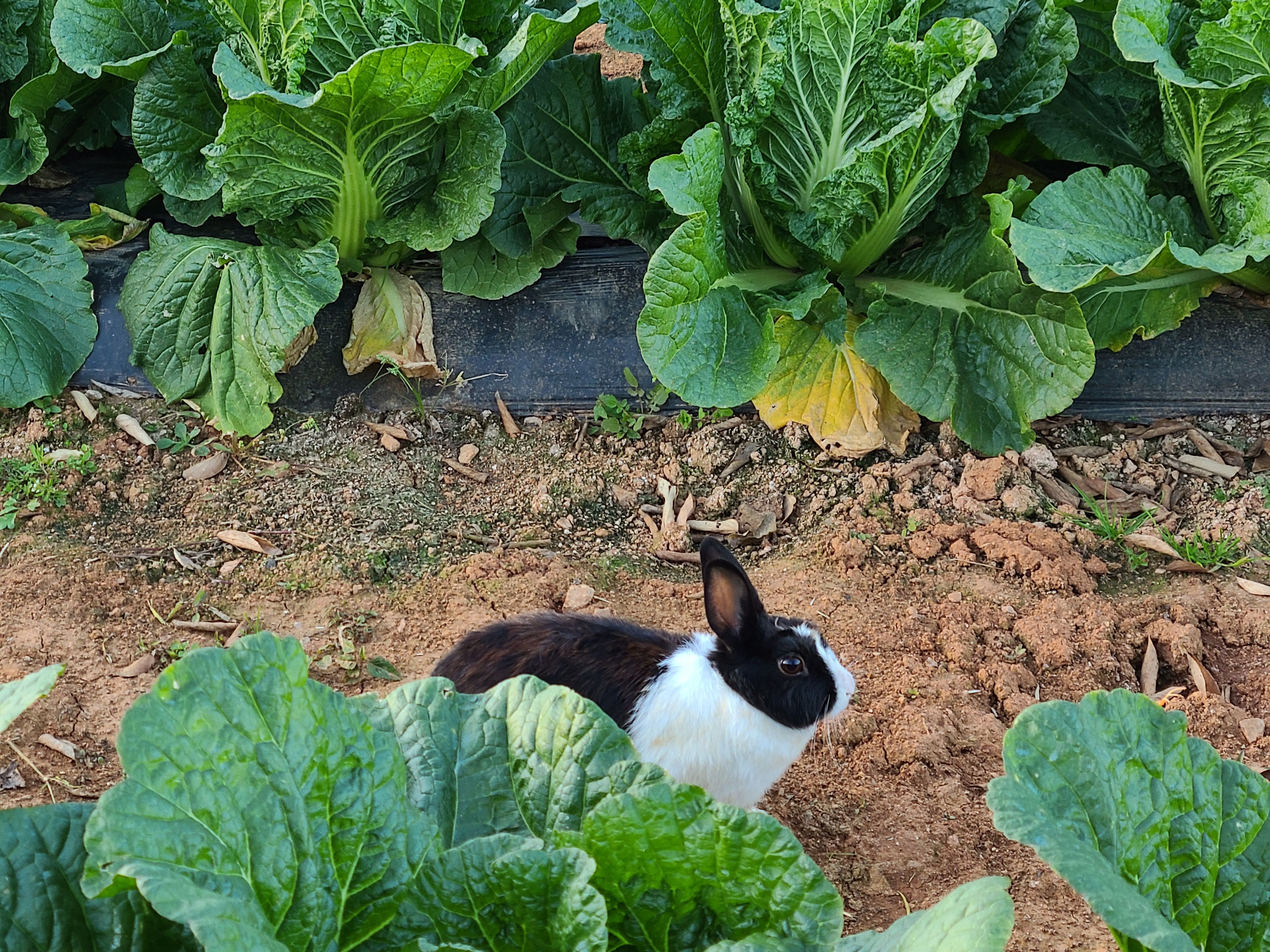 배추밭에 숨어 있던 토끼