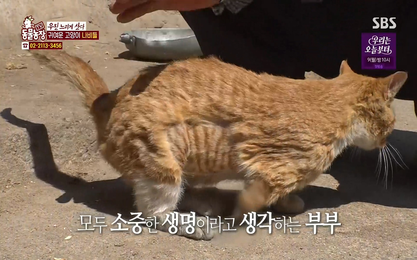 TV 동물농장.E1067.220501p.H264-F1RST.mp4_20220501_183820.465.jpg