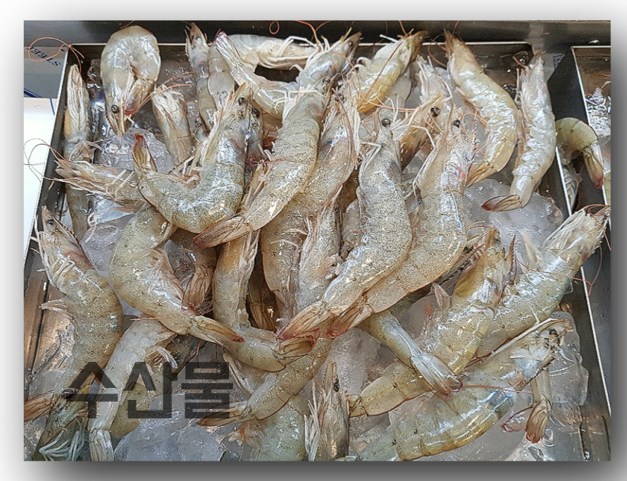 생새우 사진