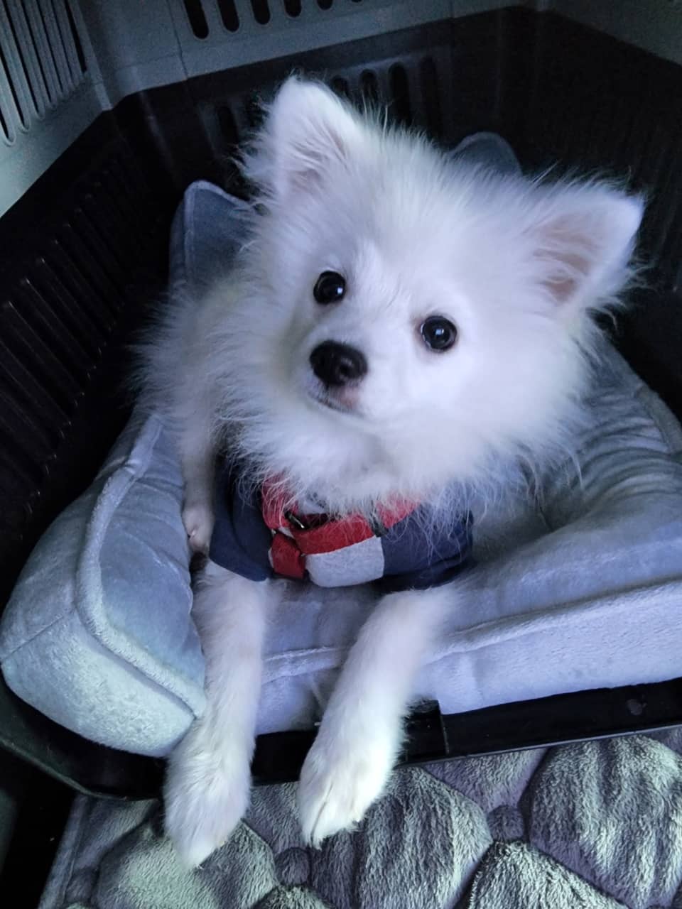 강아지사진