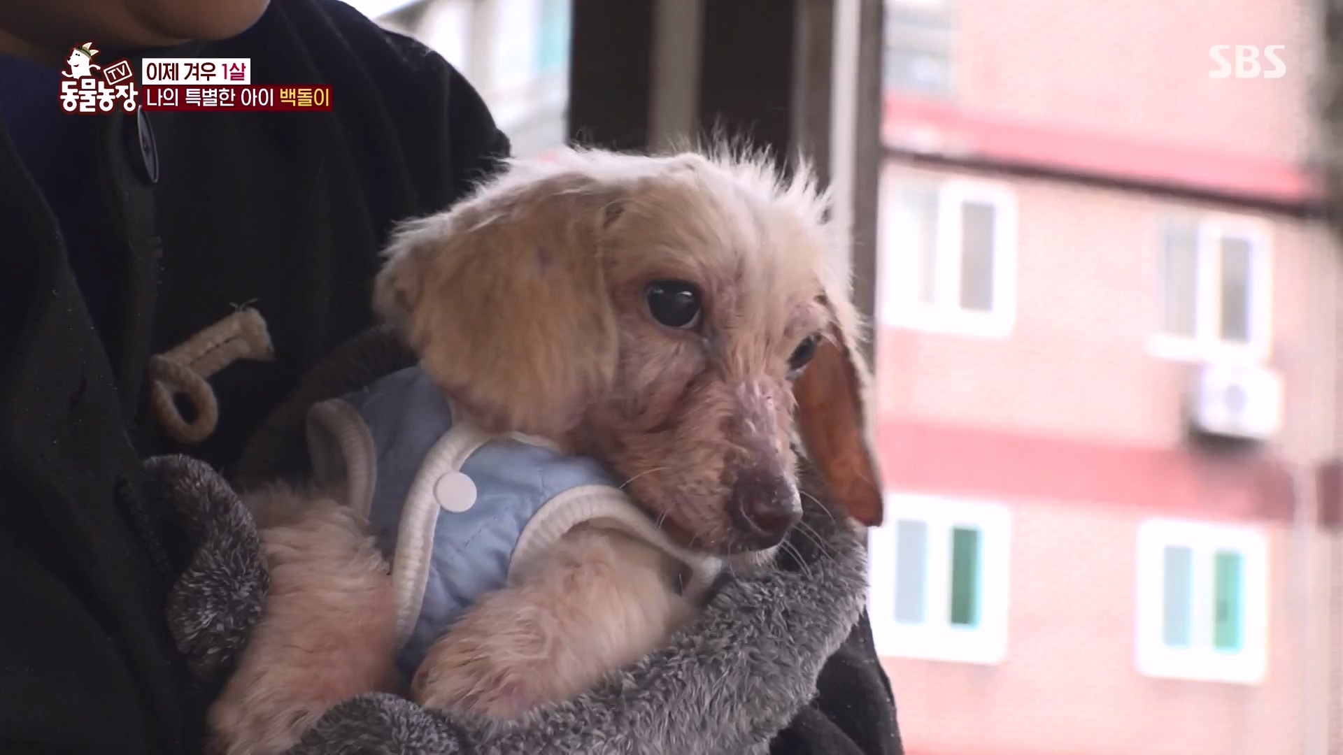 TV 동물농장.E1164.240324p-NEXT.mp4_20240324_172347.688.jpg