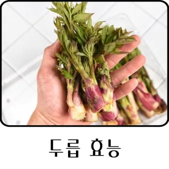개두릅 참두릅 차이 섭취방법_6