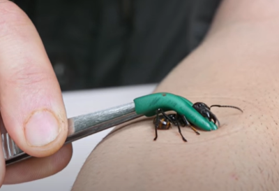 코요테피터슨-곤충-쏘이는-영상-총알개미
