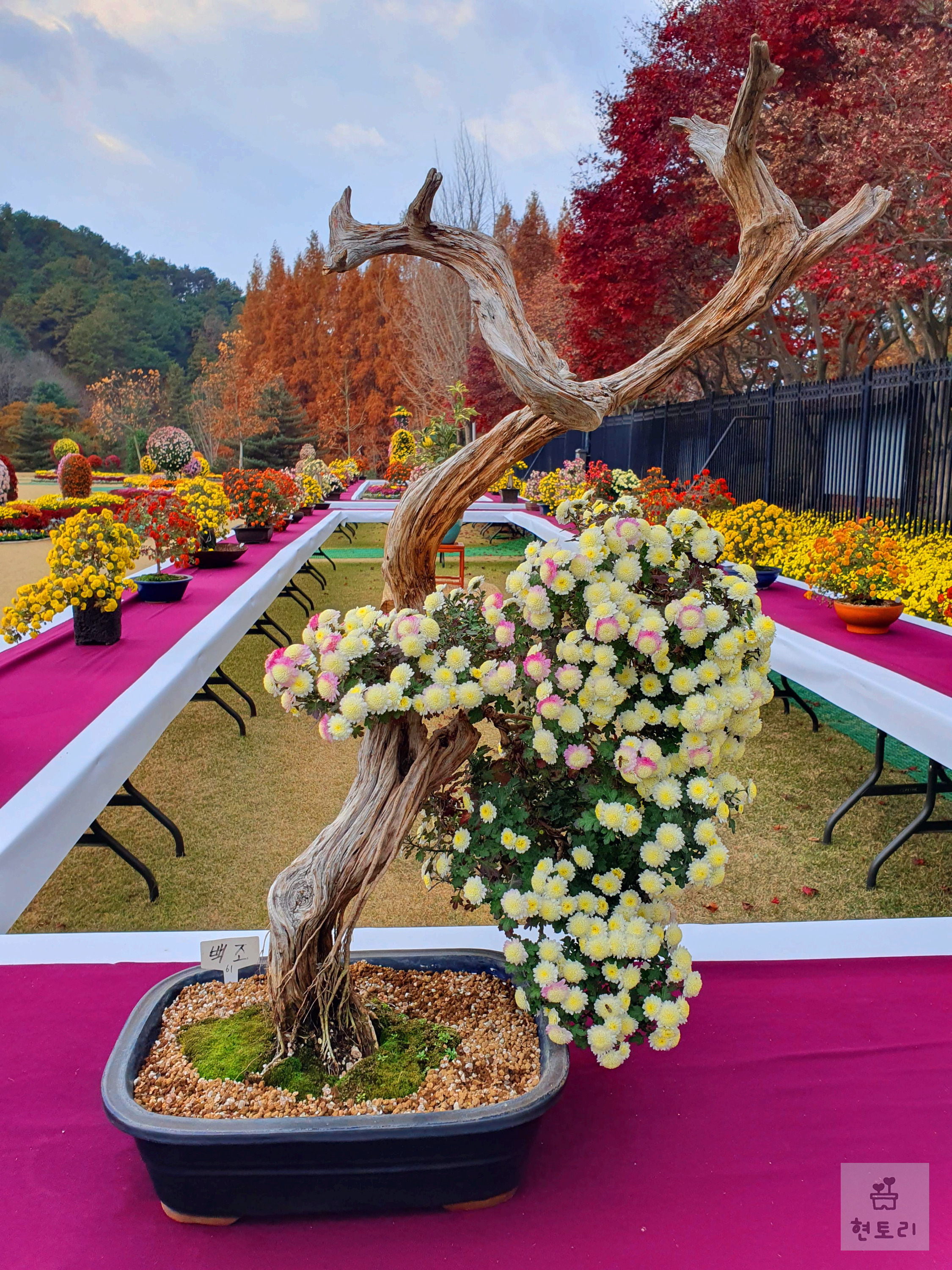 청남대 국화축제