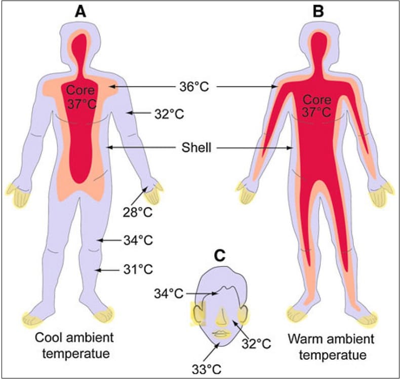  노화 막아주는 체온 유지법 How to Increase Body Temperature