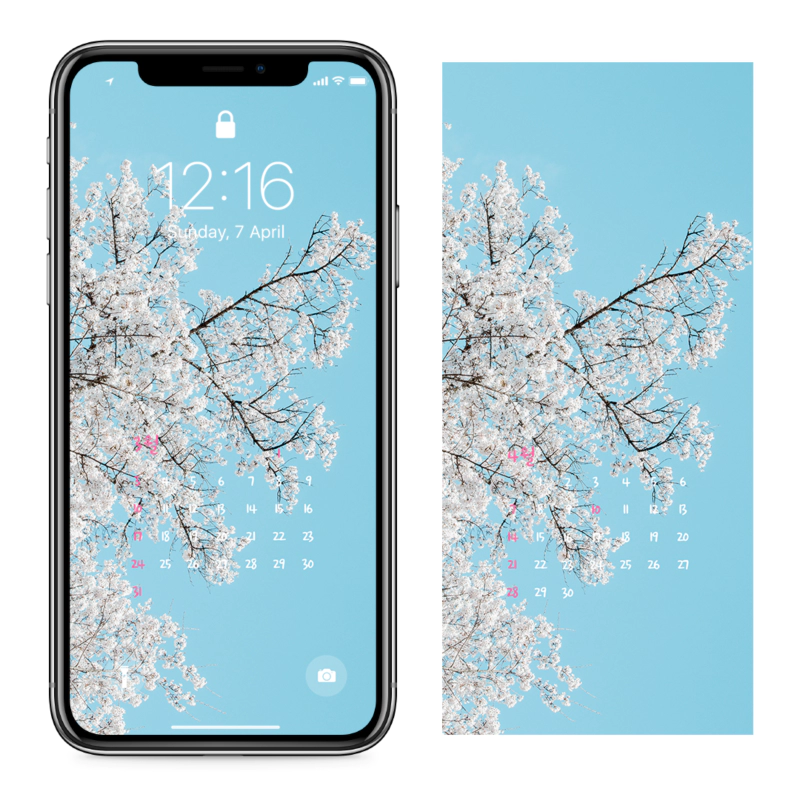 04 흰색 벚꽃나무 AB - 2024년3월 아이폰달력배경화면