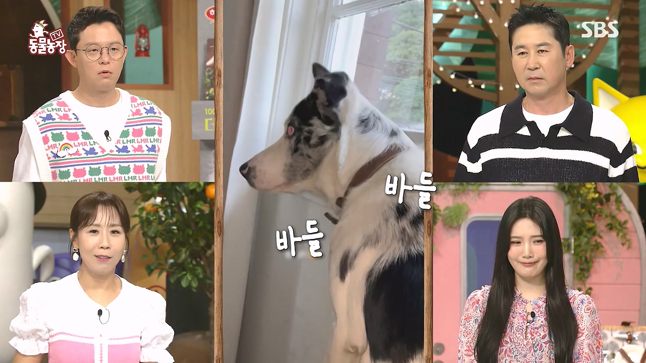 TV 동물농장.E1181.240722p-NEXT.mp4_20240721_165534.169.jpg