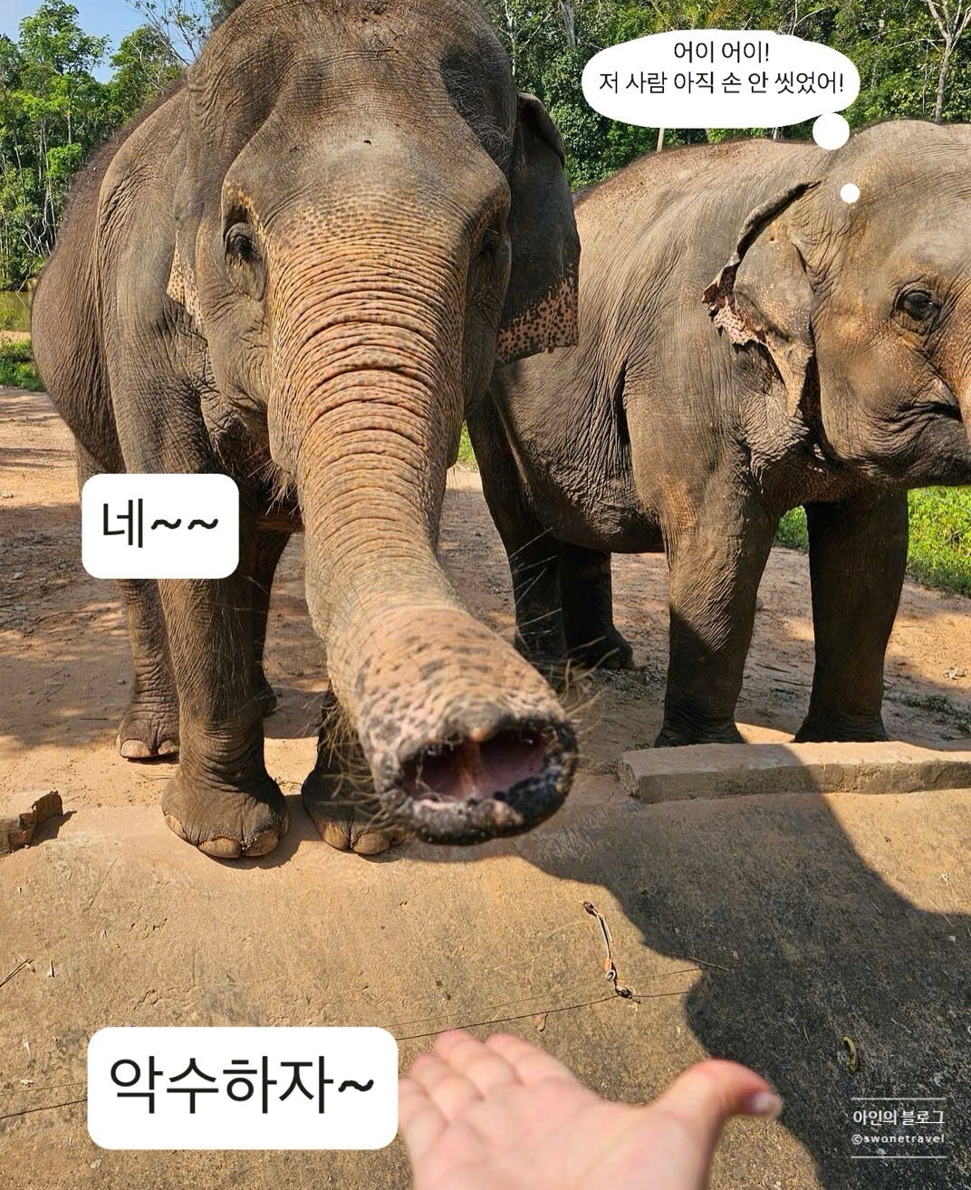 사파리 이미지
