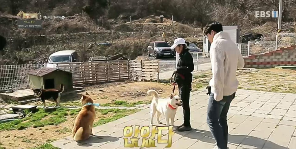 풍산개의치열한 혈투와 전쟁 - EBS 세상에 나쁜 개는 25
