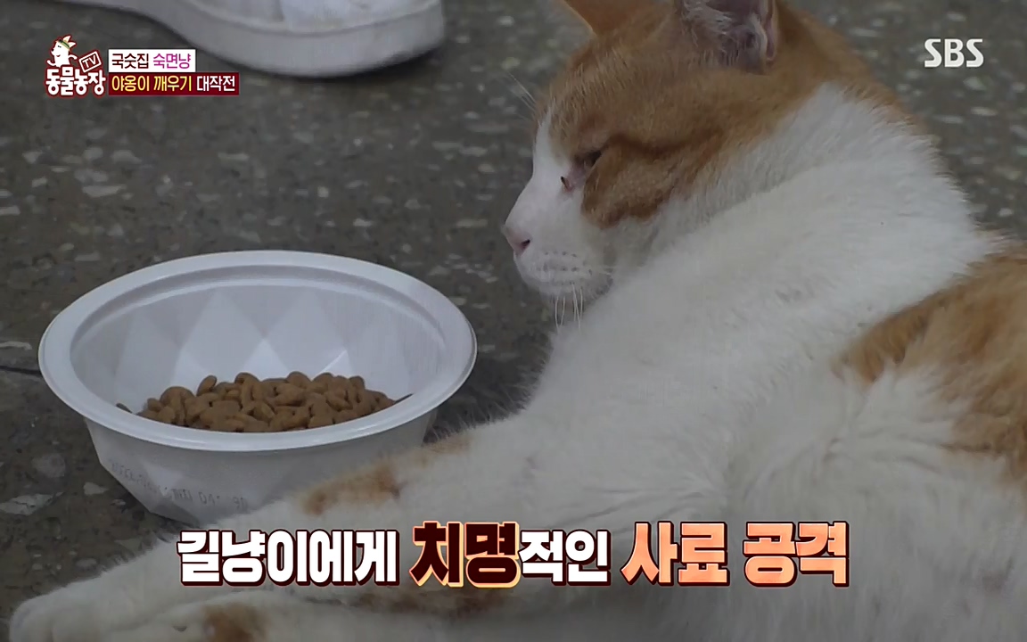 TV 동물농장.E1087.220919p-NEXT.mp4_20220918_180217.553.jpg