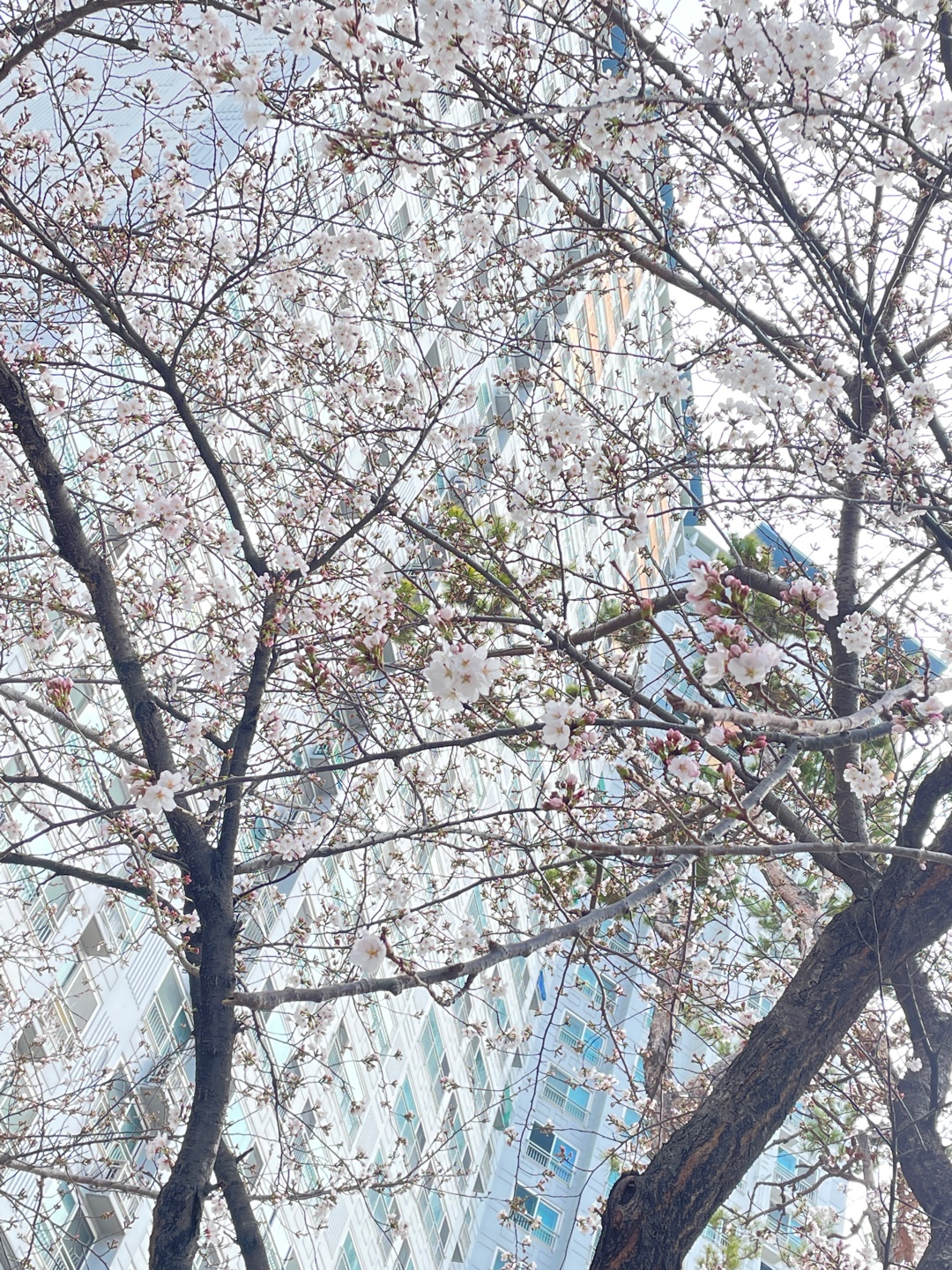  애호박국밥 시켰더니 고기폭탄 광주 명화식육식당