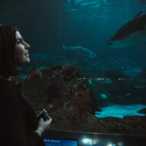 How to Choose the Right Aquarium Decorations