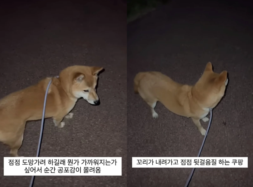 "계단 아래 살필 때 소름이 쫙…" 강아지랑 밤산책 도중 견주를 섬뜩하게 만든 사연 (+영상)