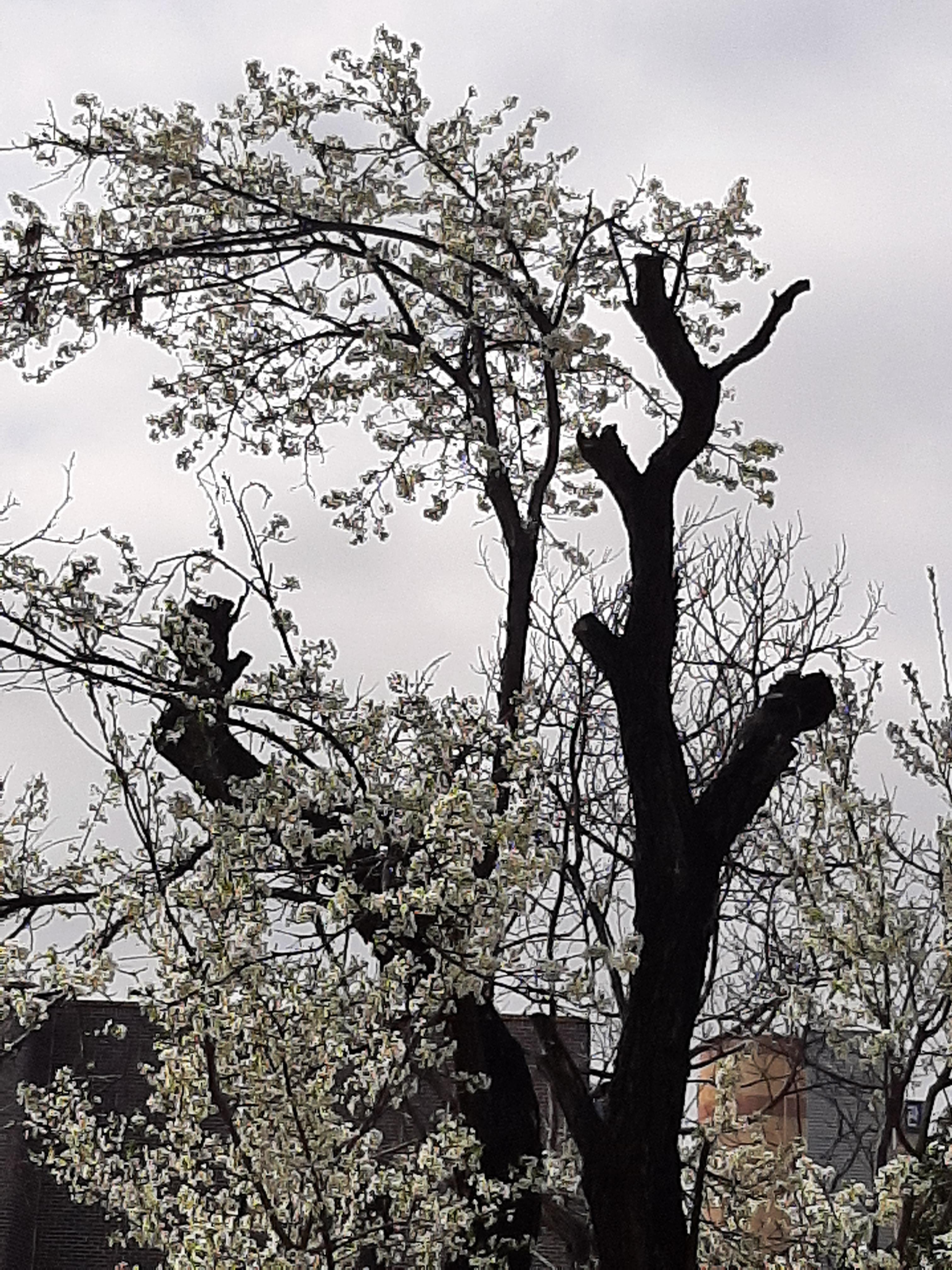 봄꽃 목련과 벚꽃이 한창입니다 / 꽃길만 걸으면 (03/23/22) 2