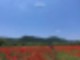 꽃양귀비 [ 울산 여행 ] 한 폭의 수채화♥ 양귀비와 37