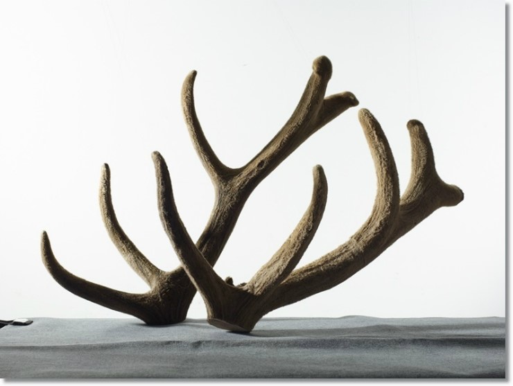 녹용과 가시오가피의 효능에 대해 알아보자 5