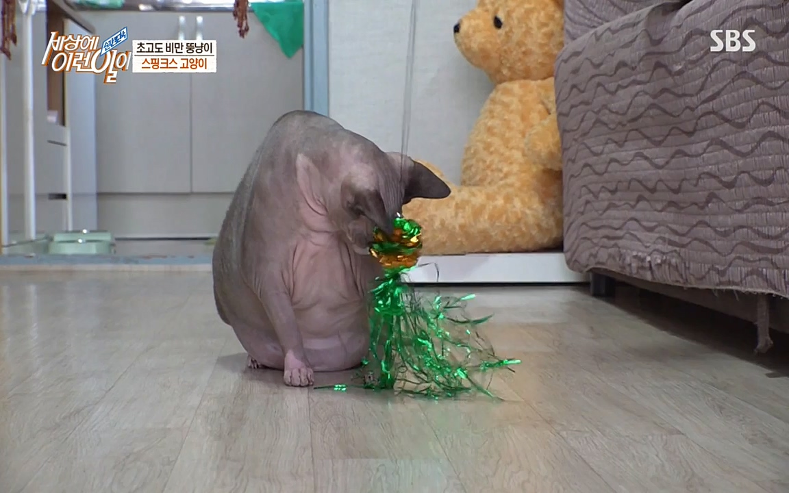 순간포착 세상에 이런일이.E1177.220427p-NEXT.mp4_20220427_183834.187.jpg