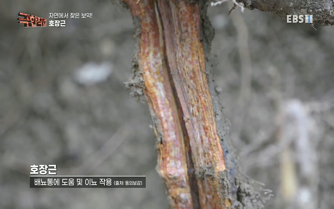 TV - 교육의 중심 EBS자연에서 찾은 보약! 석이버섯, 호장근, 백하수오.mp4_20220518_190734.301.jpg