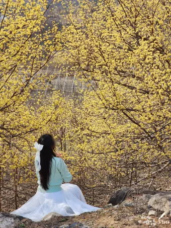구례 산수유축제 기간 산수유마을 개화시기_6