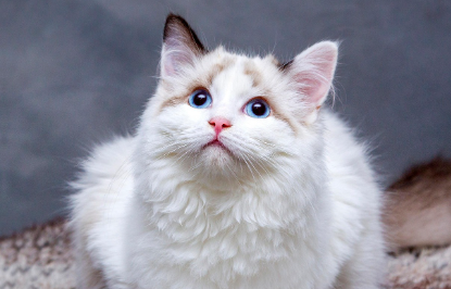 고양이 사료 자주 묻는 질문 관련 사진