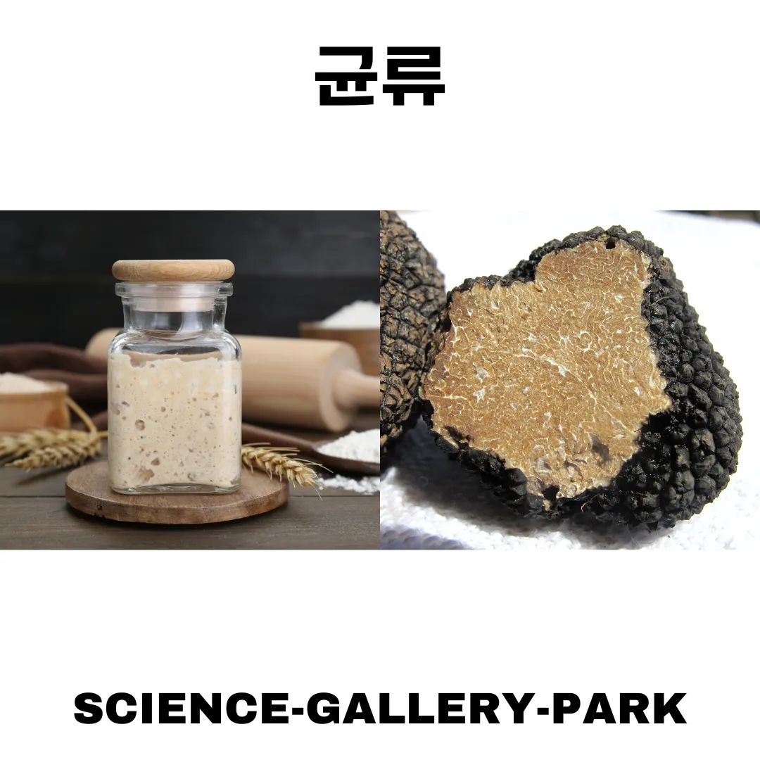 균류 효모와 트러플