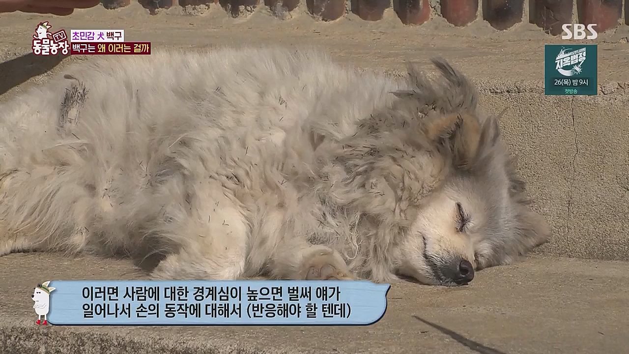 TV 동물농장.E1104.230123p.WANNA.mp4_20230123_195410.802.jpg