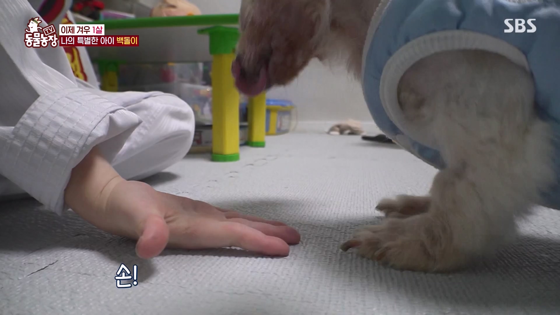 TV 동물농장.E1164.240324p-NEXT.mp4_20240324_172347.128.jpg