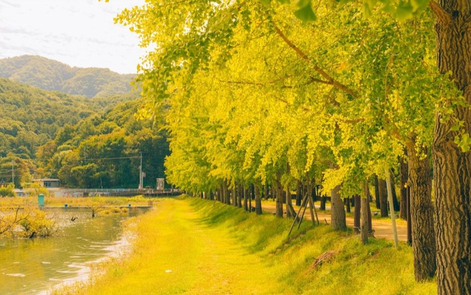 가을 단풍 여행 지도(3) - 충청도 - 장태산&amp;#44; 대둔산&amp;#44; 신성리갈대밭&amp;#44; 보발재&amp;#44; 문광저수지&amp;#44; 말티재 추천지 6곳!!10