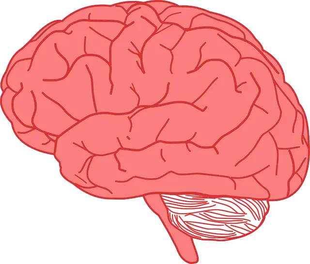 뇌 신경 조직