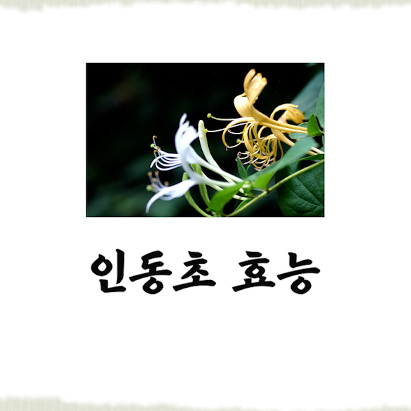  인동초 효능 부작용 모두 보고가세요