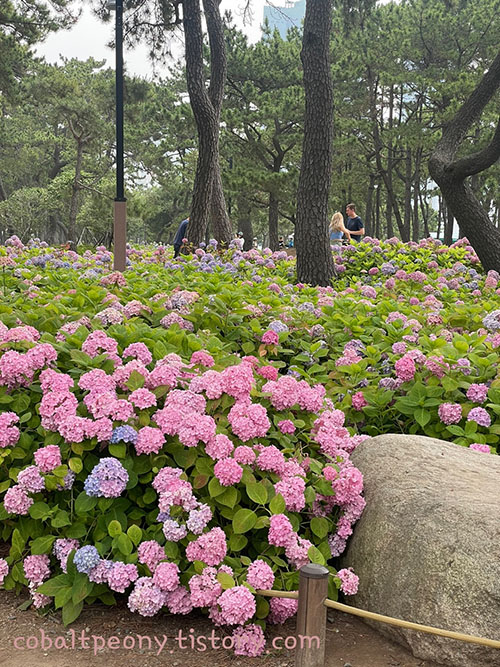 부산 명소 해운대 수국