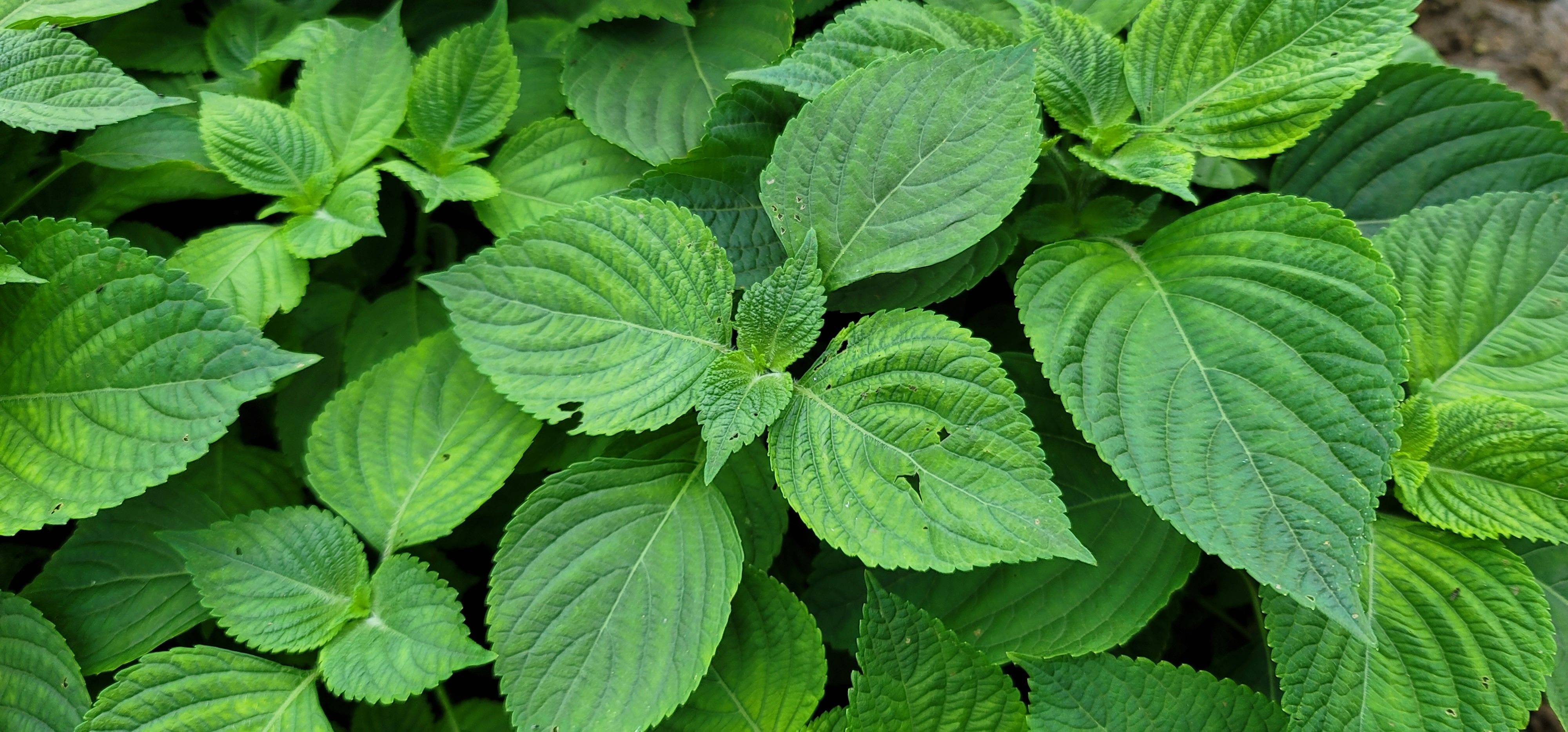 들깻잎으로 깻잎김치&#44; 깻잎장아찌를 만들면 훌륭한 반찬이다