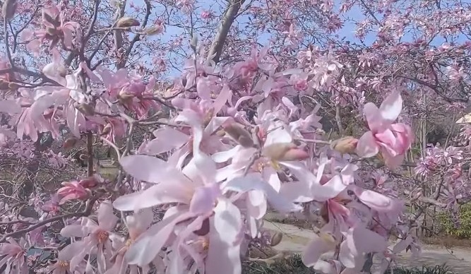 3월 4월 봄꽃 여행지 추천 - 서산 천리포수목원 목련