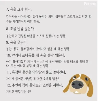 강아지 행동별 특징 의미 강아지 신호 해석 방법_13