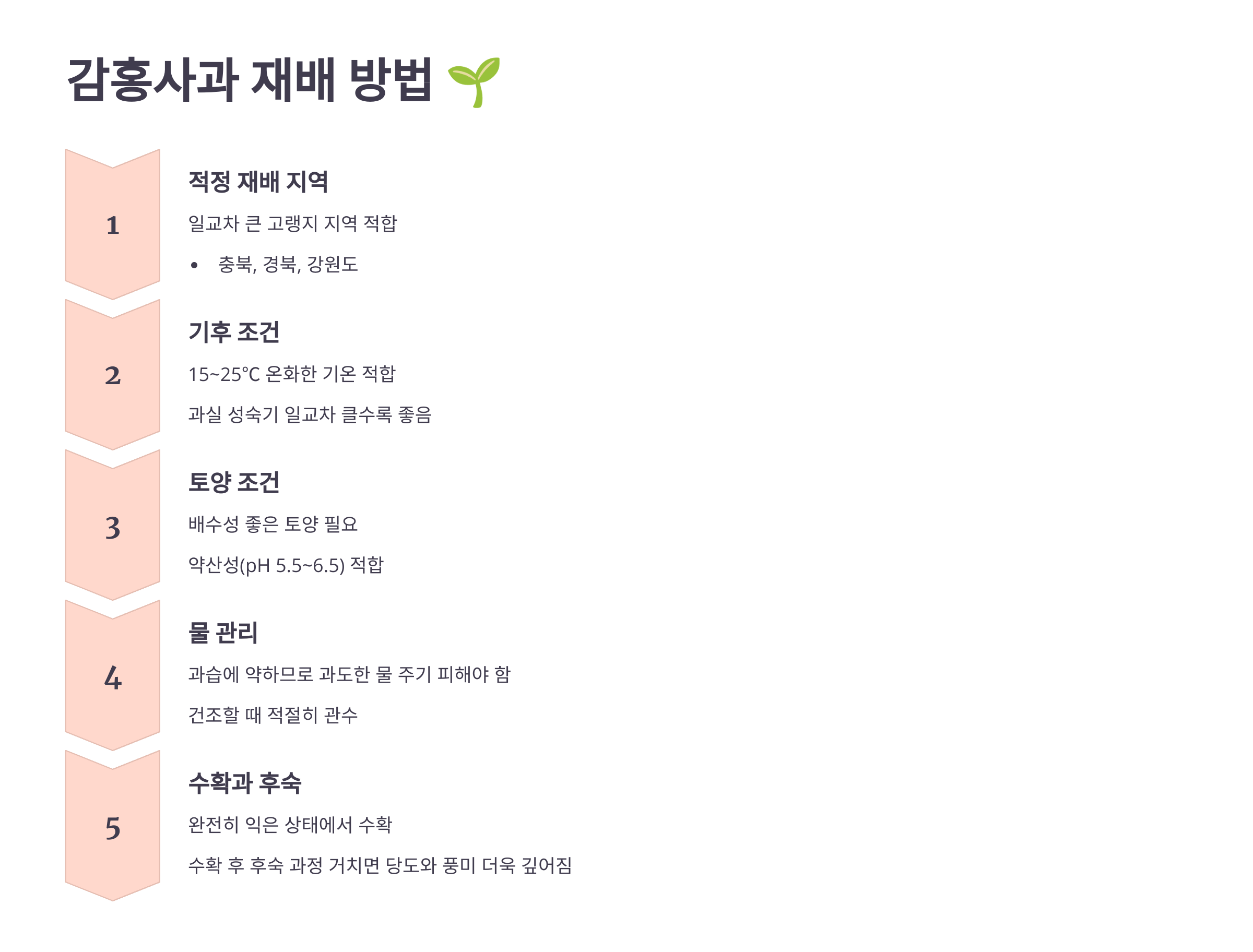 감홍사과 사진입니다.