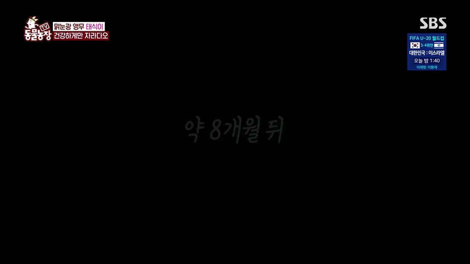 TV 동물농장.E1124.230611p.H264-F1RST.mp4_20230611_173558.579.jpg