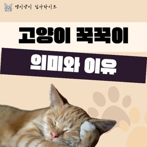 고양이-꾹꾹이-이유
