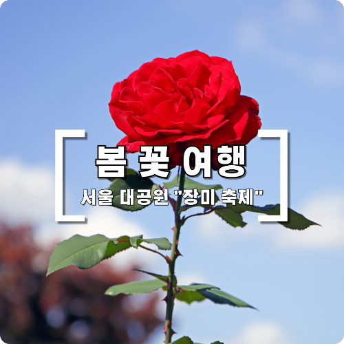  2024 서울 대공원 장미 축제 입장료 및 이용 시간
