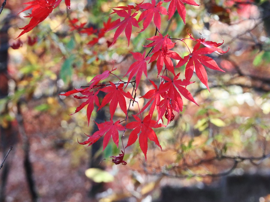 도선사-방향-산책로-붉은단풍잎