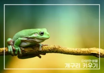 개구리 가격 키우기 분양 수명 먹이 성격 종류_14