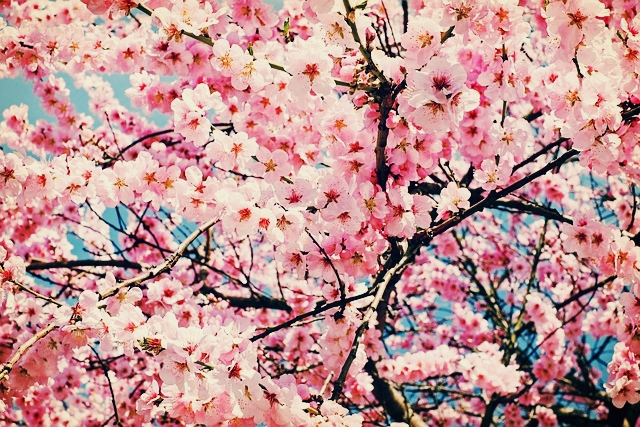  벚꽃 Cherry blossoms  문학작품 시로 배우기