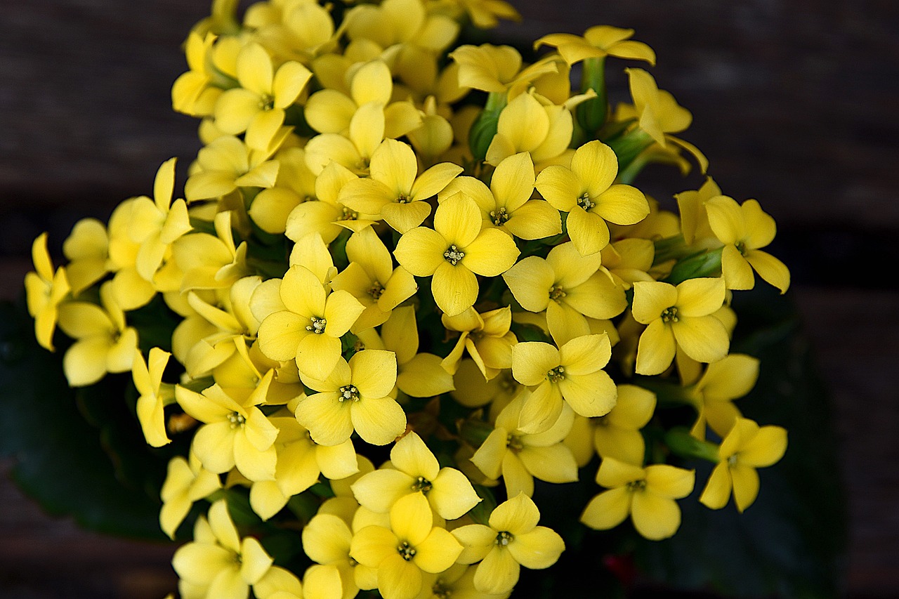  설렘, 당신을 지켜줄께요. 칼랑코에(kalanchoe)