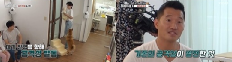 하태 시바견 개는 훌륭하다 고민견 하태 시바견강형욱 13개월 아기와 5
