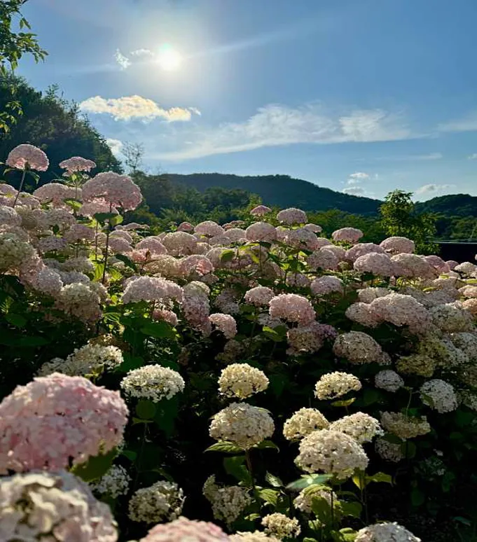 산골수목원