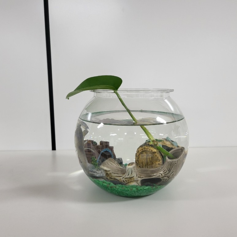 다이소화분 아이템으로 저렴한 가격에 생선, 청어 기르기(혼자 키운지 2개월 후) 9