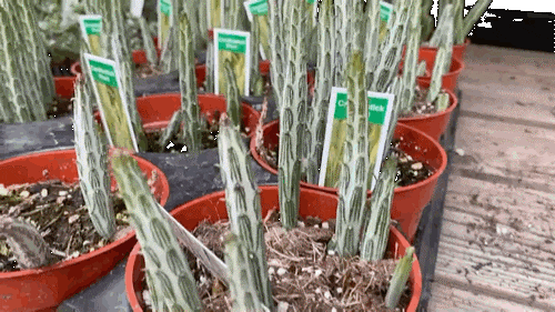 이름 가격도 같이 알아봐요. 예쁜 다육이 종류 19