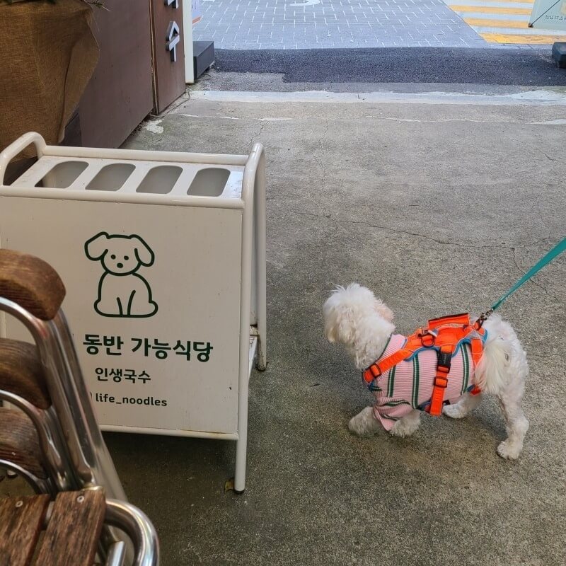 애견동반식당 인생국수