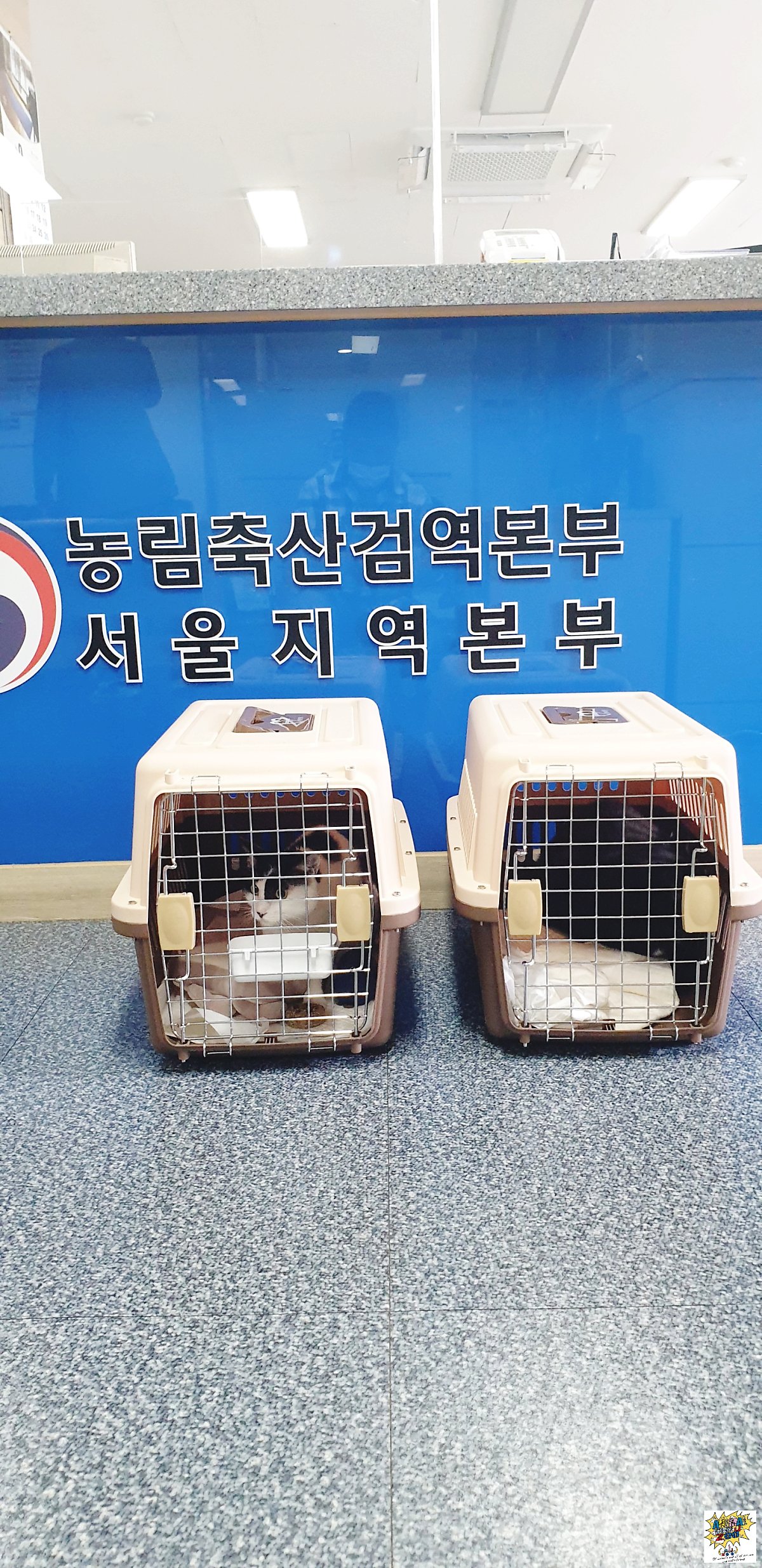 강아지해외운송 고양이해외운송 대형견해외운송 강아지만해외보내기 전과정 서비스 [싱가포르 고양이출국 운송 검역 계류]