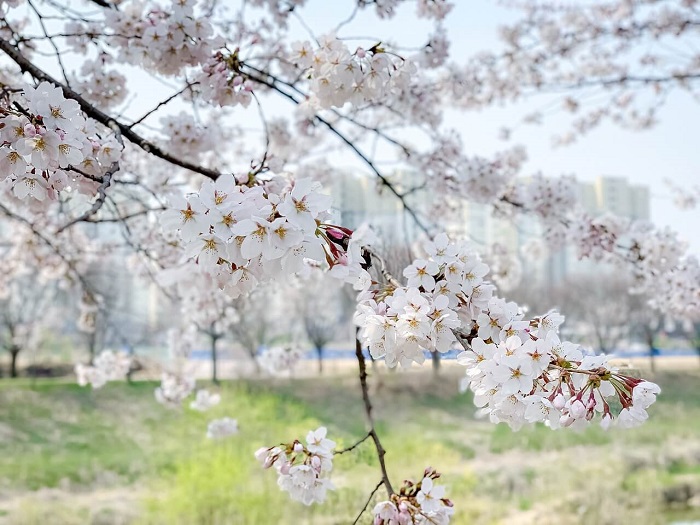 송천동-천변-벚꽃-사진