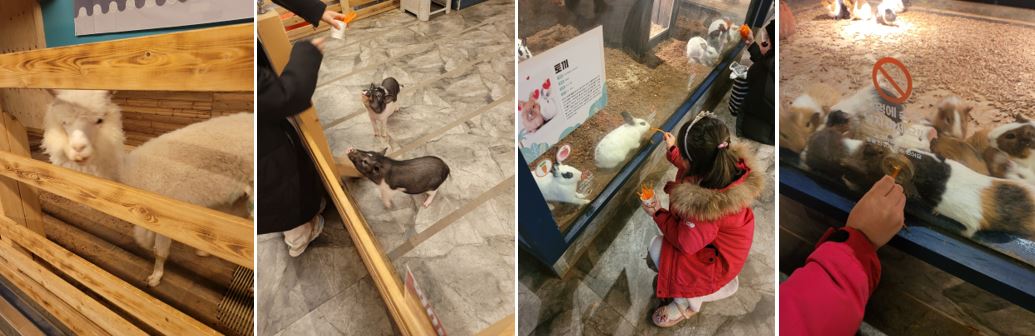 토끼와 기니피그 먹이주기